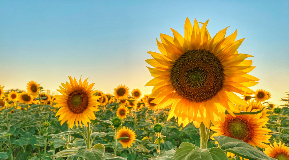 A Sunflower Field of Compounding